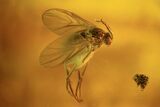 Several Detailed Fossil Flies (Diptera) In Baltic Amber #102763-1